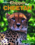 Chipper the Cheetah